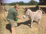 Donkey feeding