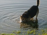 Jaz drinking