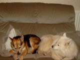 Jaz and Simba tired out
