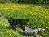 Stanley and Leo